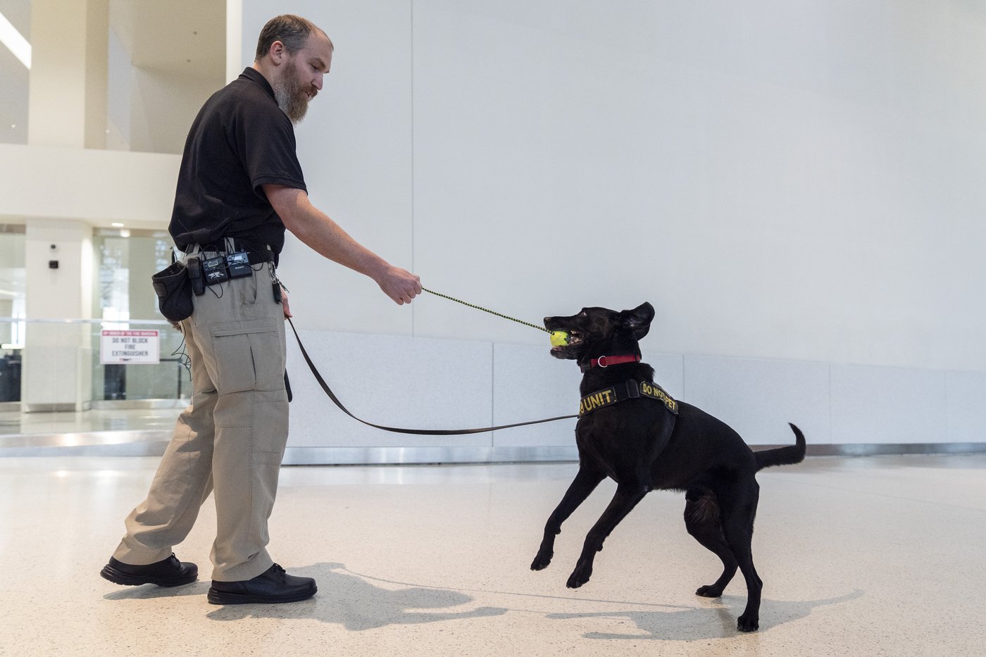 Argo the dog, a TSA calendar star, protects air travelers by sniffing out explosives | iNFOnews.ca