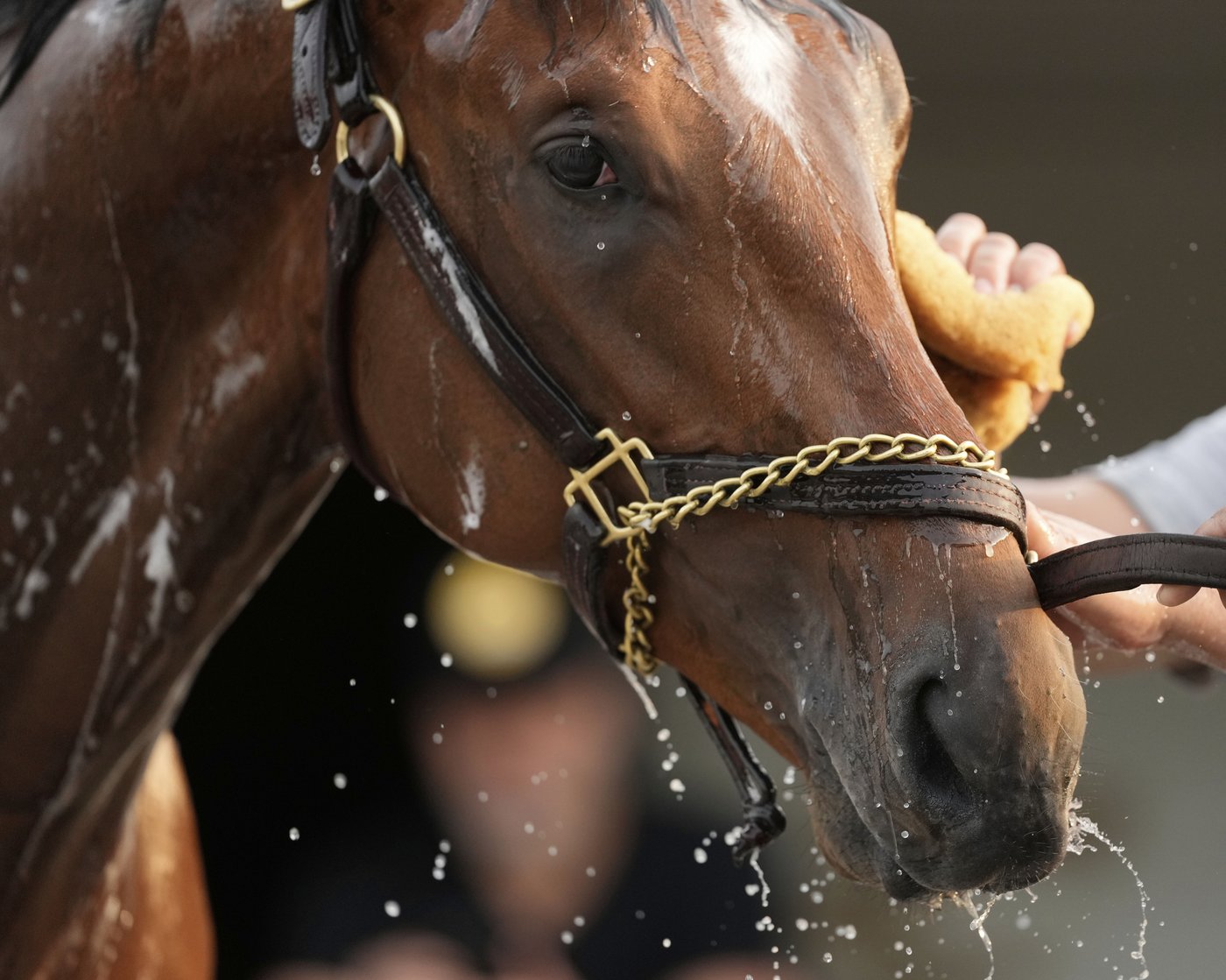 Journalism opens as the 8-5 morning line favorite for the 150th Preakness Stakes | iNFOnews.ca