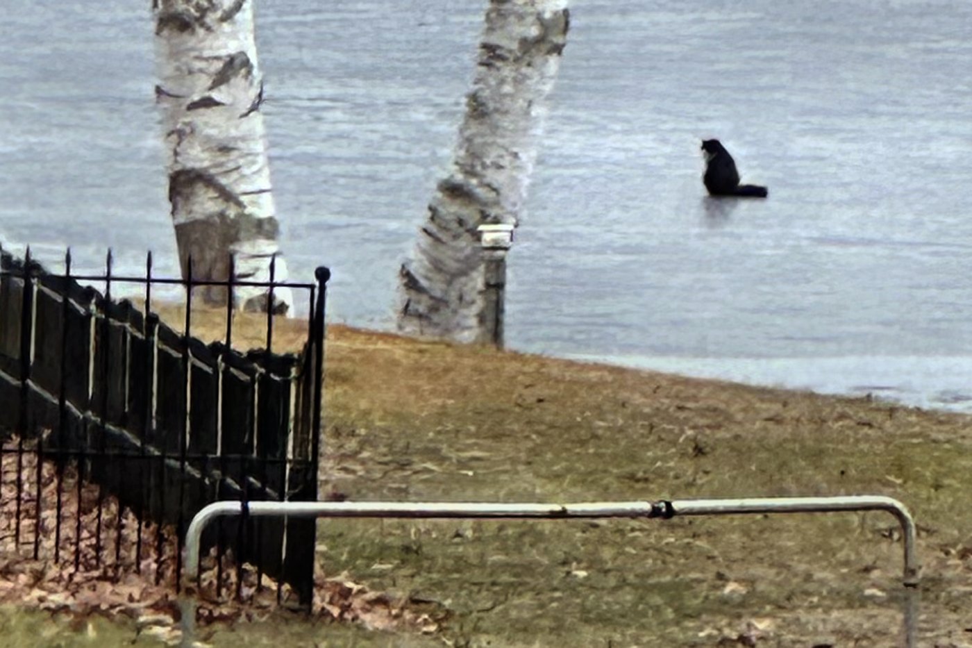 A 20-year-old blind cat is rescued from an icy Massachusetts pond after some quick thinking | iNFOnews.ca