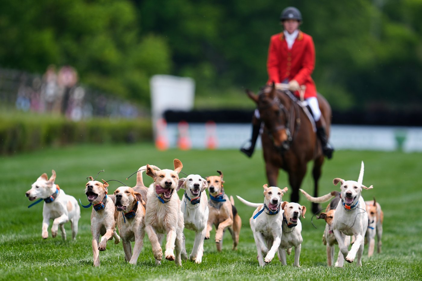 At the Iroquois Steeplechase, the foxhounds kick off the horse races with a howling fun dog parade | iNFOnews.ca