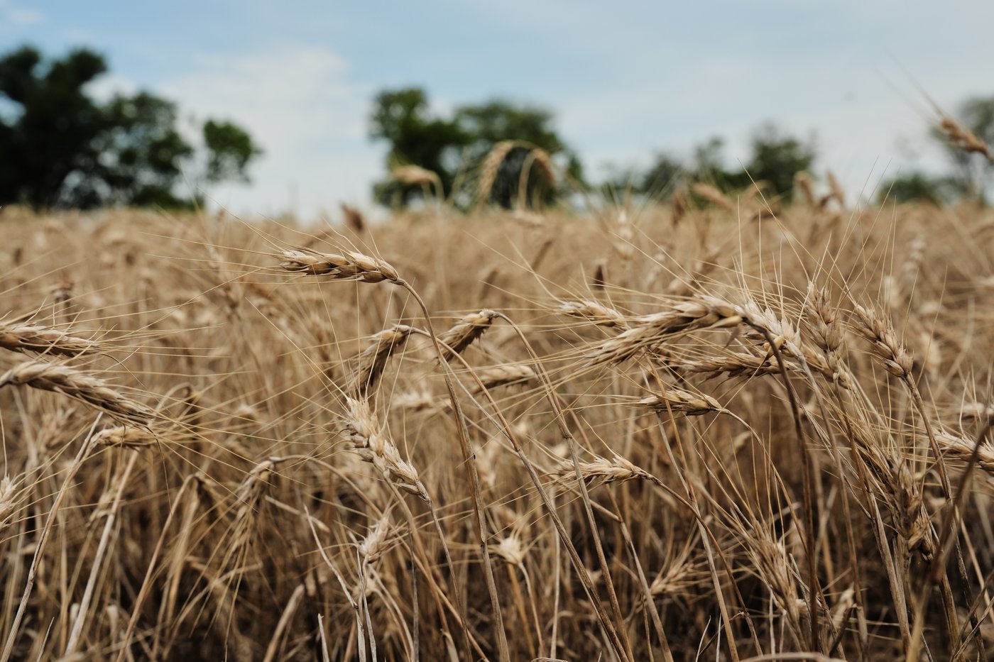Farmers turn to perennial grains as one solution to extreme weather | iNFOnews.ca