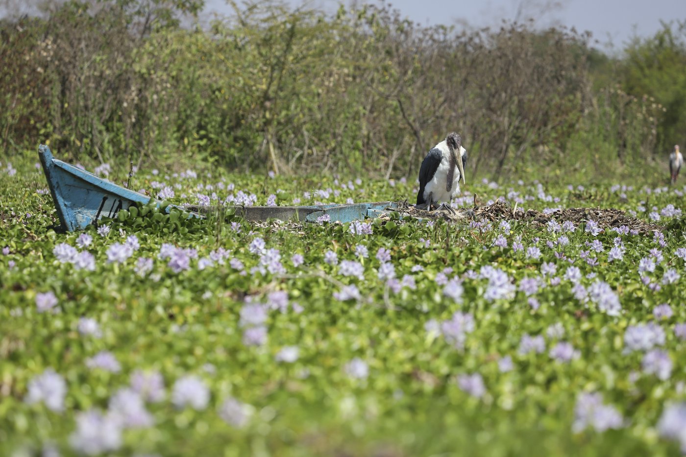 How the invasive water hyacinth is threatening fishermen's livelihoods on a popular Kenyan lake | iNFOnews.ca