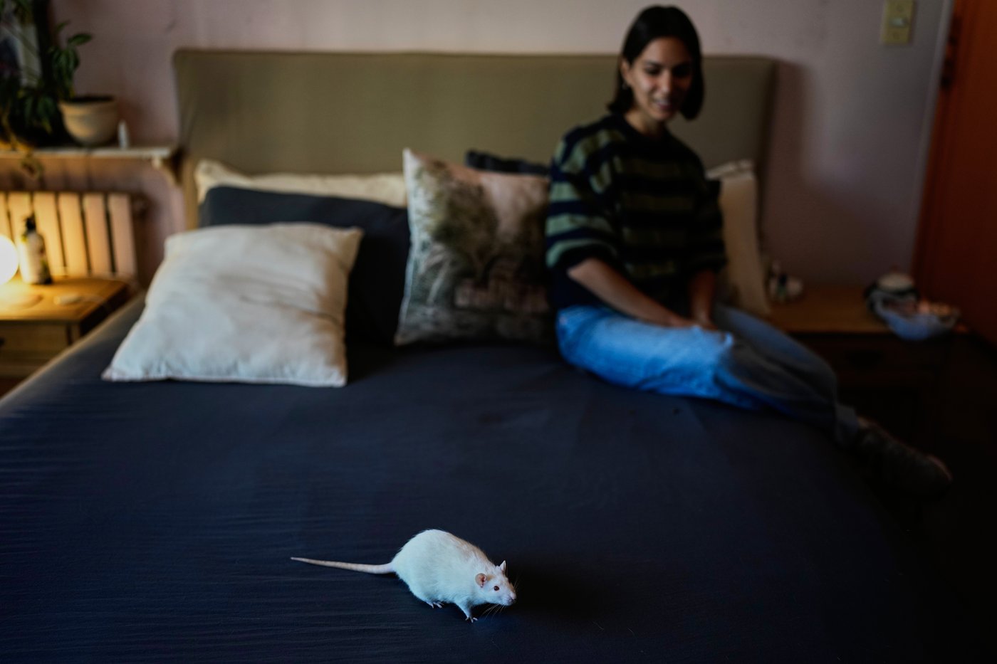 Unwanted lab rats find new homes and are adopted thanks to an Argentine organization | iNFOnews.ca Unwanted lab rats find new homes and are adopted thanks to an Argentine organization | iNFOnews.ca