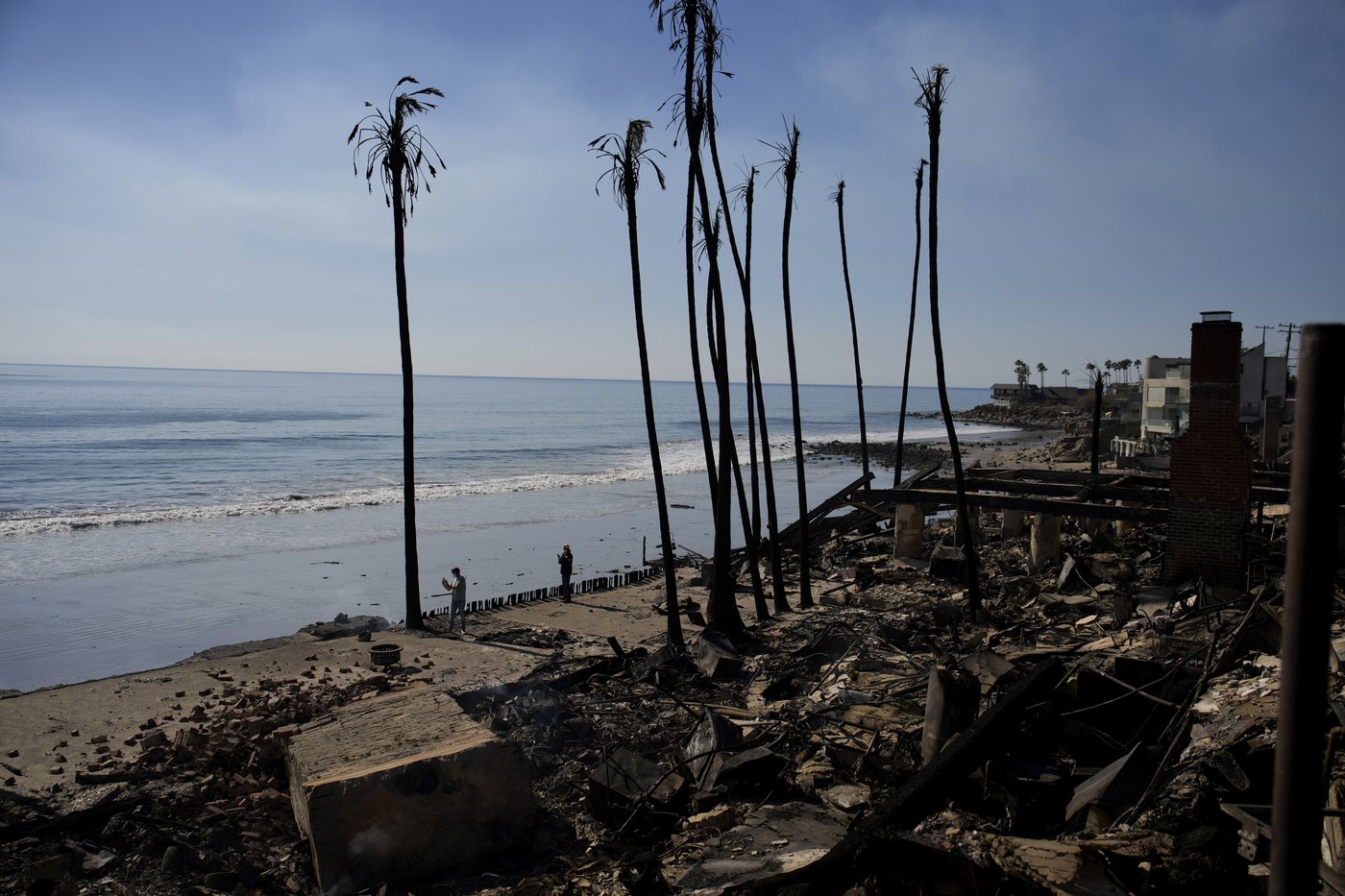 Los Angeles tree advocates hope their vital work recovers from devastating fires | iNFOnews.ca Los Angeles tree advocates hope their vital work recovers from devastating fires | iNFOnews.ca