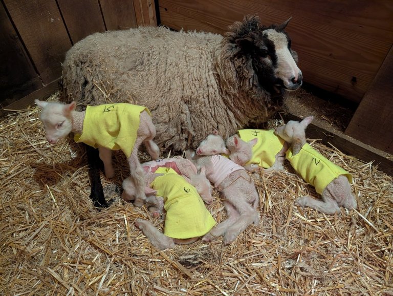 Farmers in Vermont expected a sheep to have twins. She ended up having rare sextuplets | iNFOnews.ca