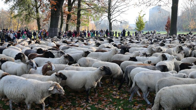 Make way for the flock! Hundreds of sheep head through German city to their winter pastures | iNFOnews.ca