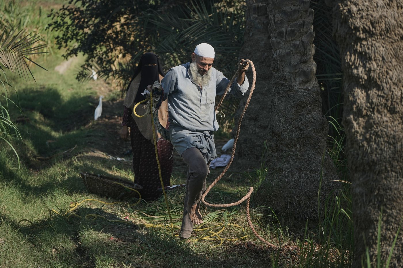 Photos capture the date harvest in an Egyptian village near Cairo | iNFOnews.ca