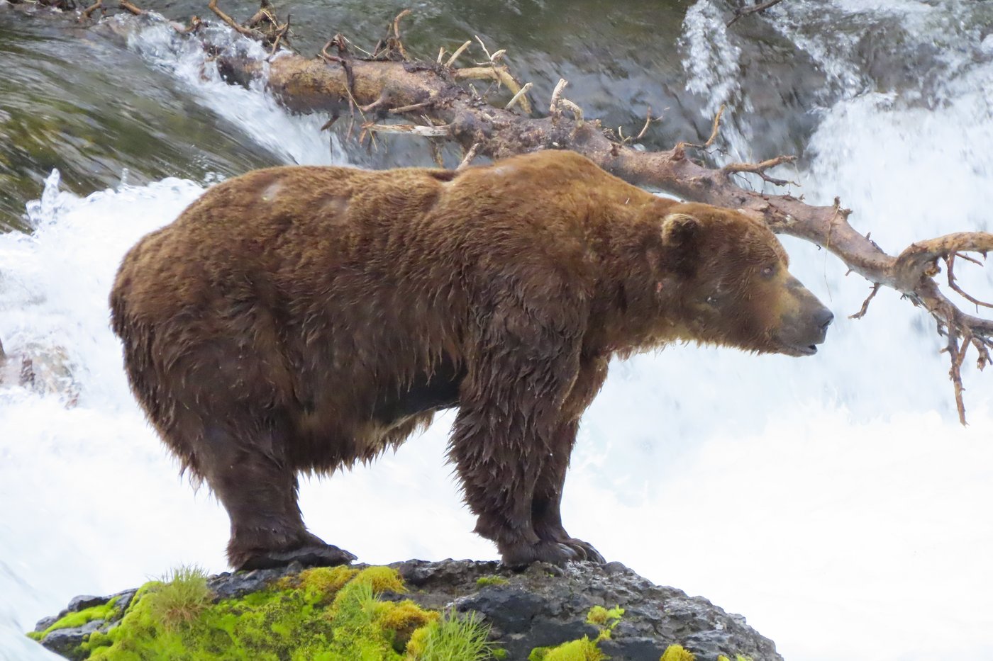 Online voting in Alaska's Fat Bear Week contest starts after an attack killed 1 contestant | iNFOnews.ca