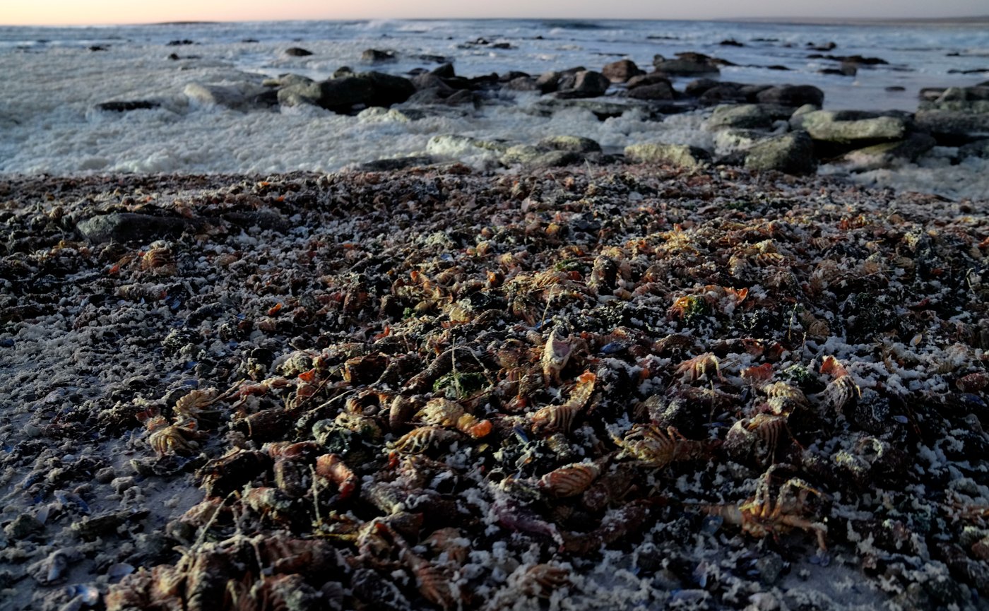 A red tide in South Africa is causing the mass deaths of crayfish | iNFOnews.ca