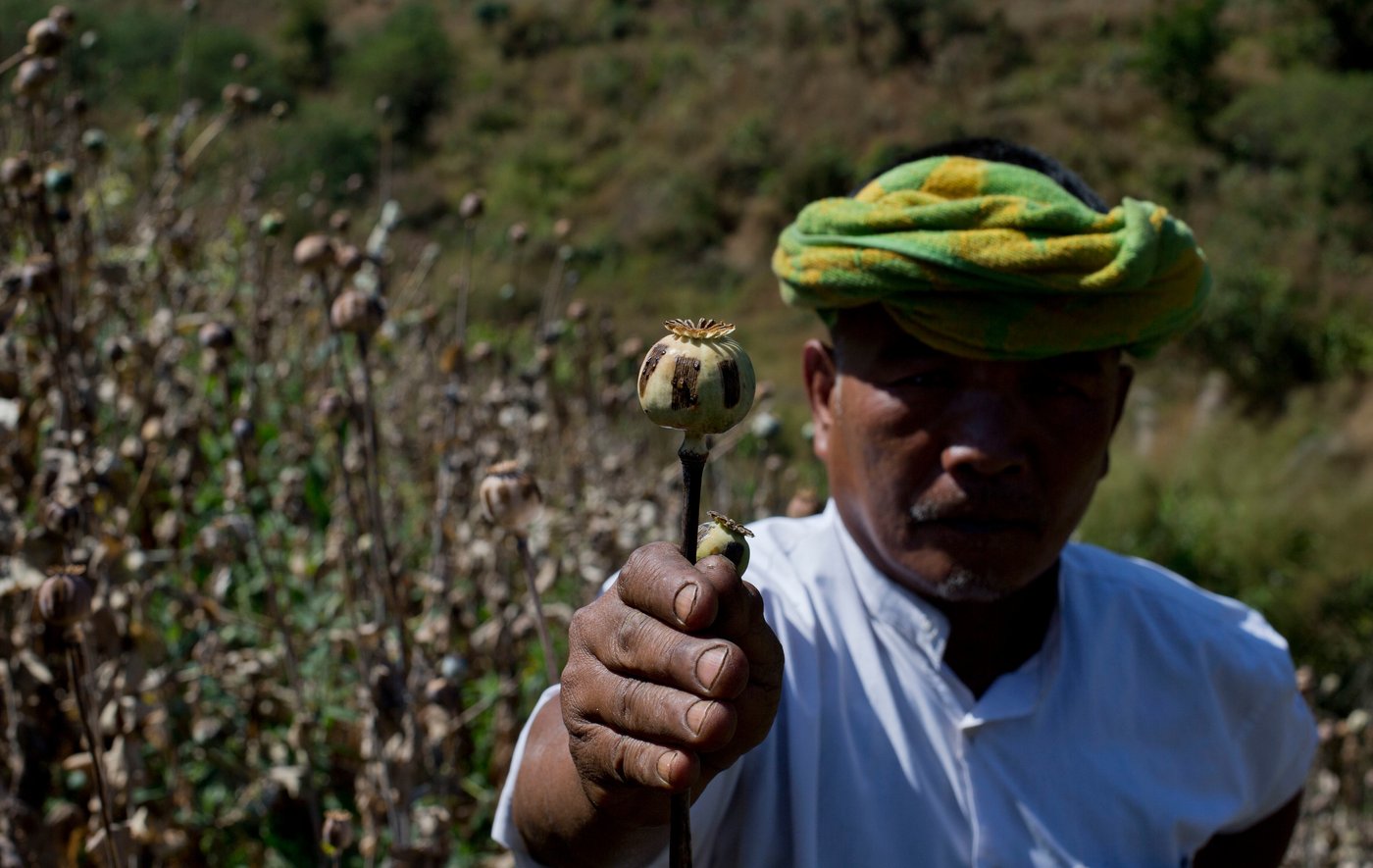 Myanmar opium cultivation hit highest level in a decade, UN report says | iNFOnews.ca