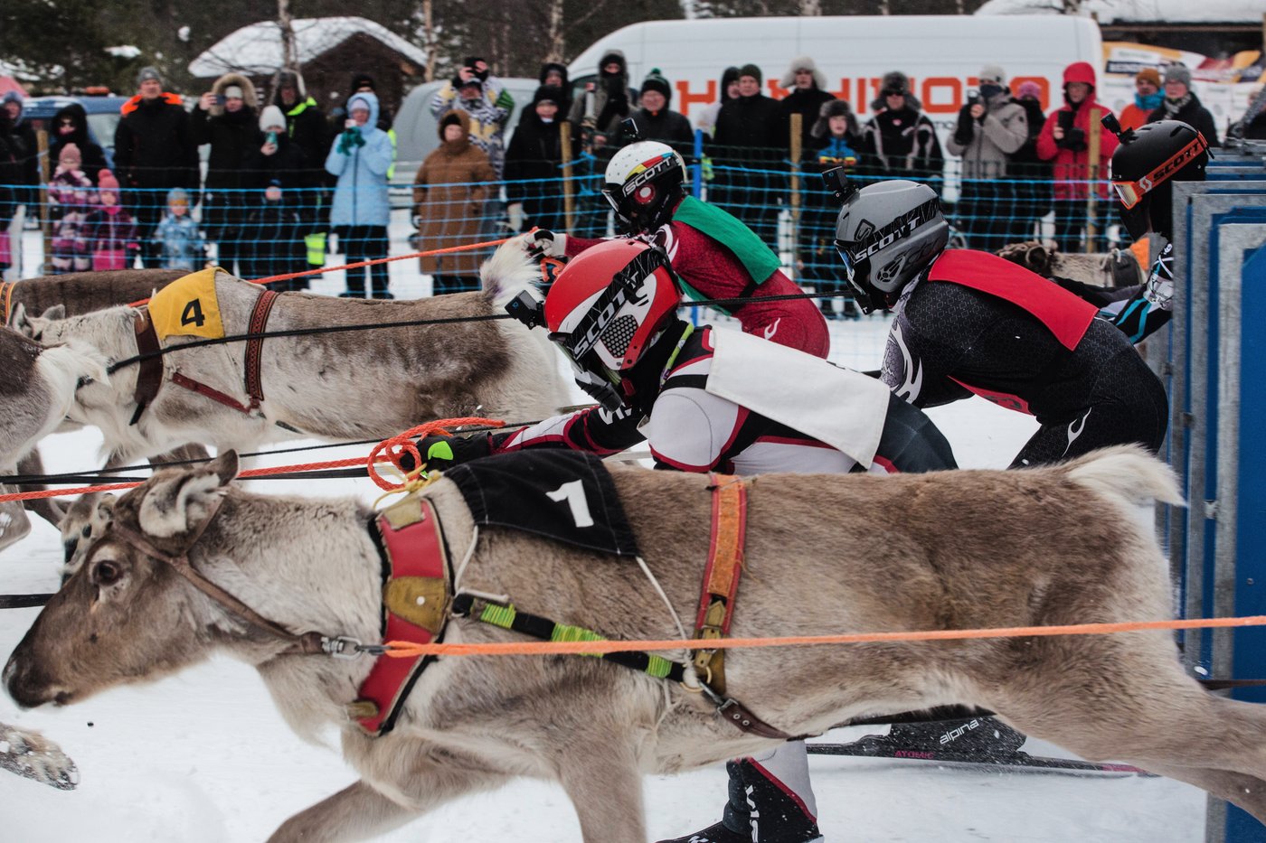 Photos show Salla Porocup reindeer sprint racing event in Finland | iNFOnews.ca
