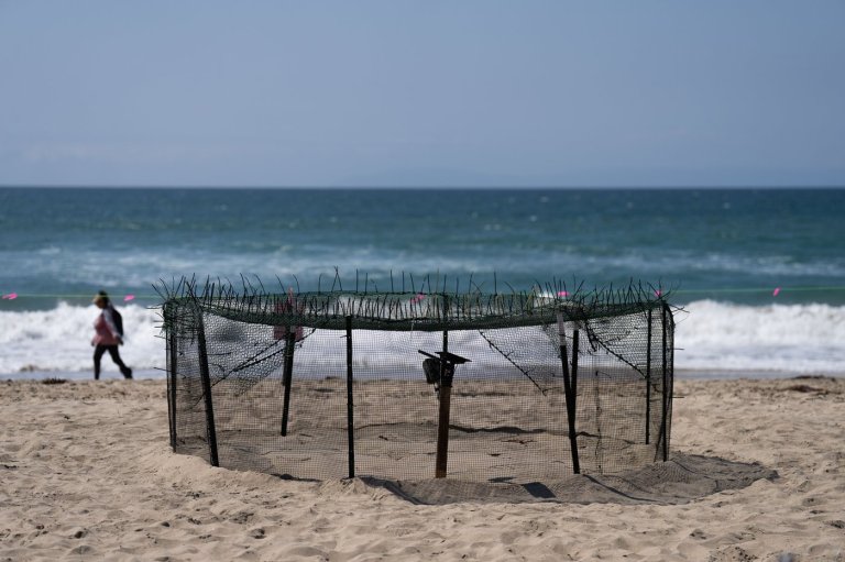 Agency says sea turtle eggs laid on California beaches are a first for the US West Coast | iNFOnews.ca