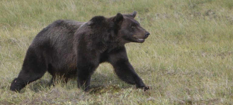 CP NewsAlert: Grizzly attacks B.C. students, RCMP say several hurt | iNFOnews.ca