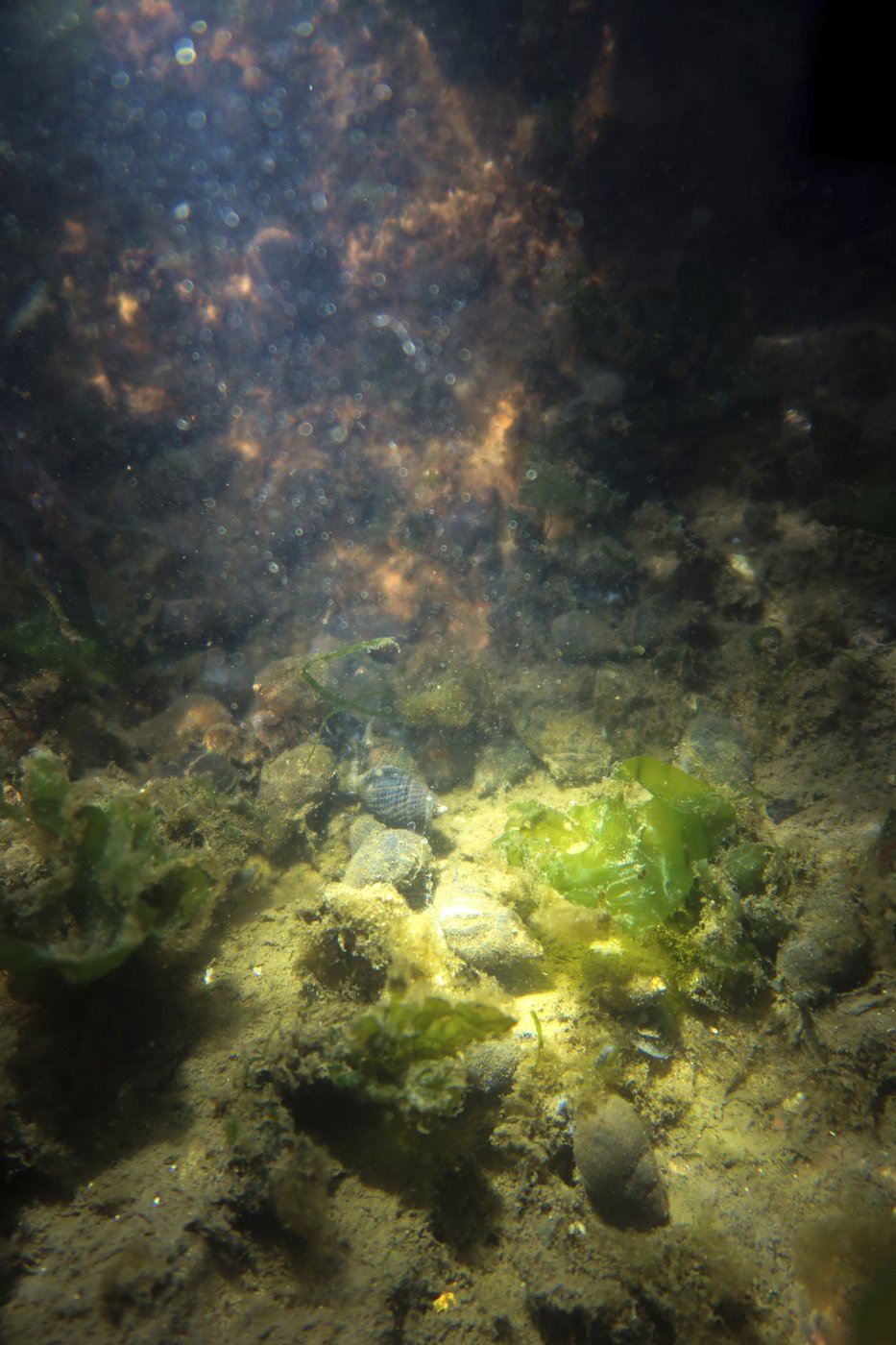 These artificial reefs off a New York City beach help sea creatures. They might also save lives | iNFOnews.ca