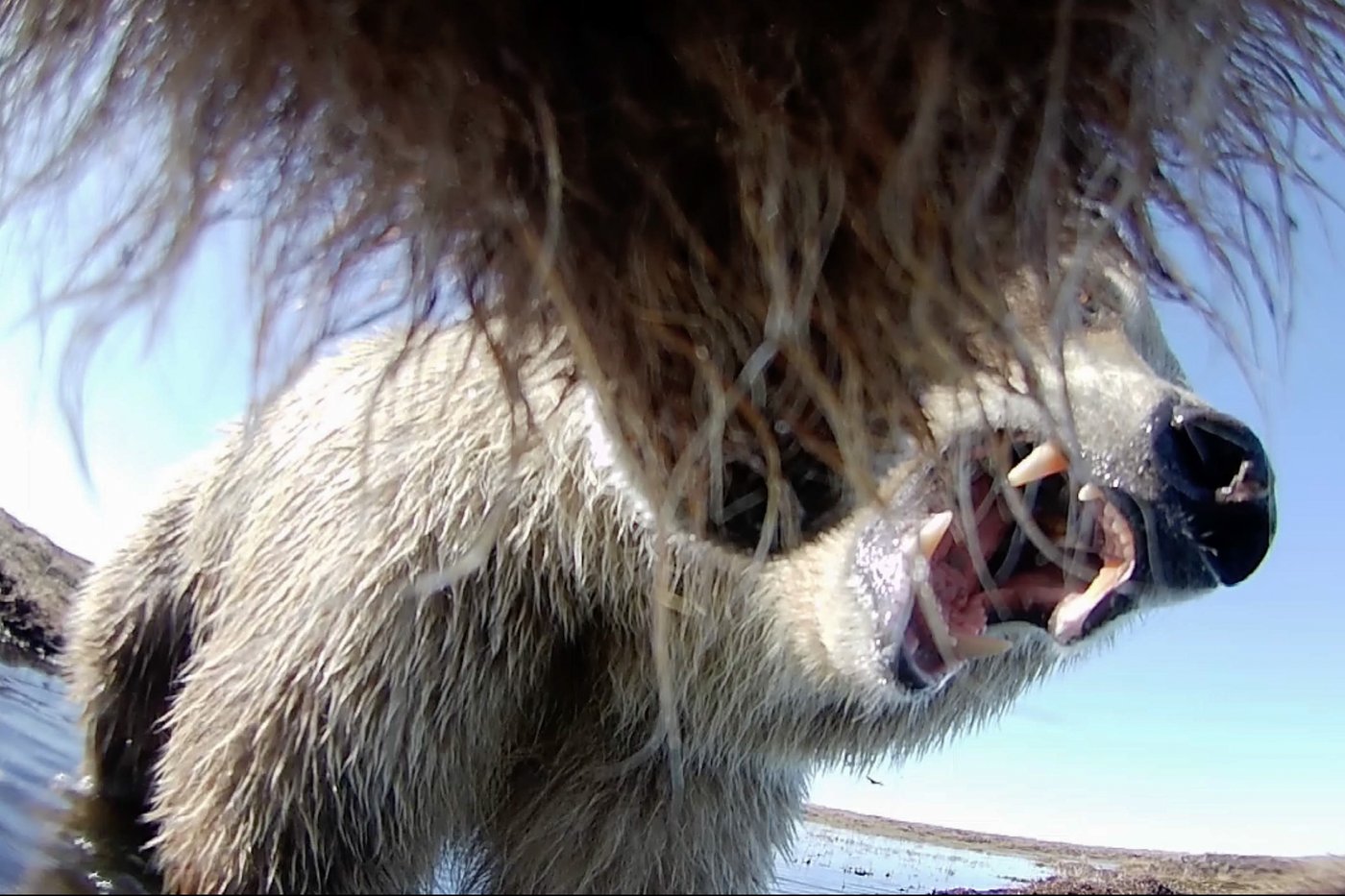 Collar cams offer a bear's eye view into the lives of grizzlies on Alaska's desolate North Slope | iNFOnews.ca Collar cams offer a bear's eye view into the lives of grizzlies on Alaska's desolate North Slope | iNFOnews.ca