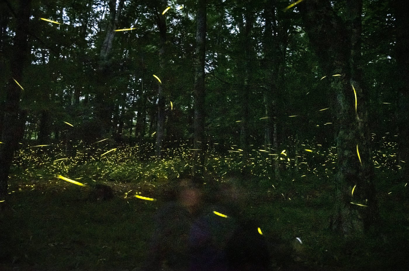 Fireflies are lighting up summer skies. But the glowing bugs are still on the decline | iNFOnews.ca Fireflies are lighting up summer skies. But the glowing bugs are still on the decline | iNFOnews.ca