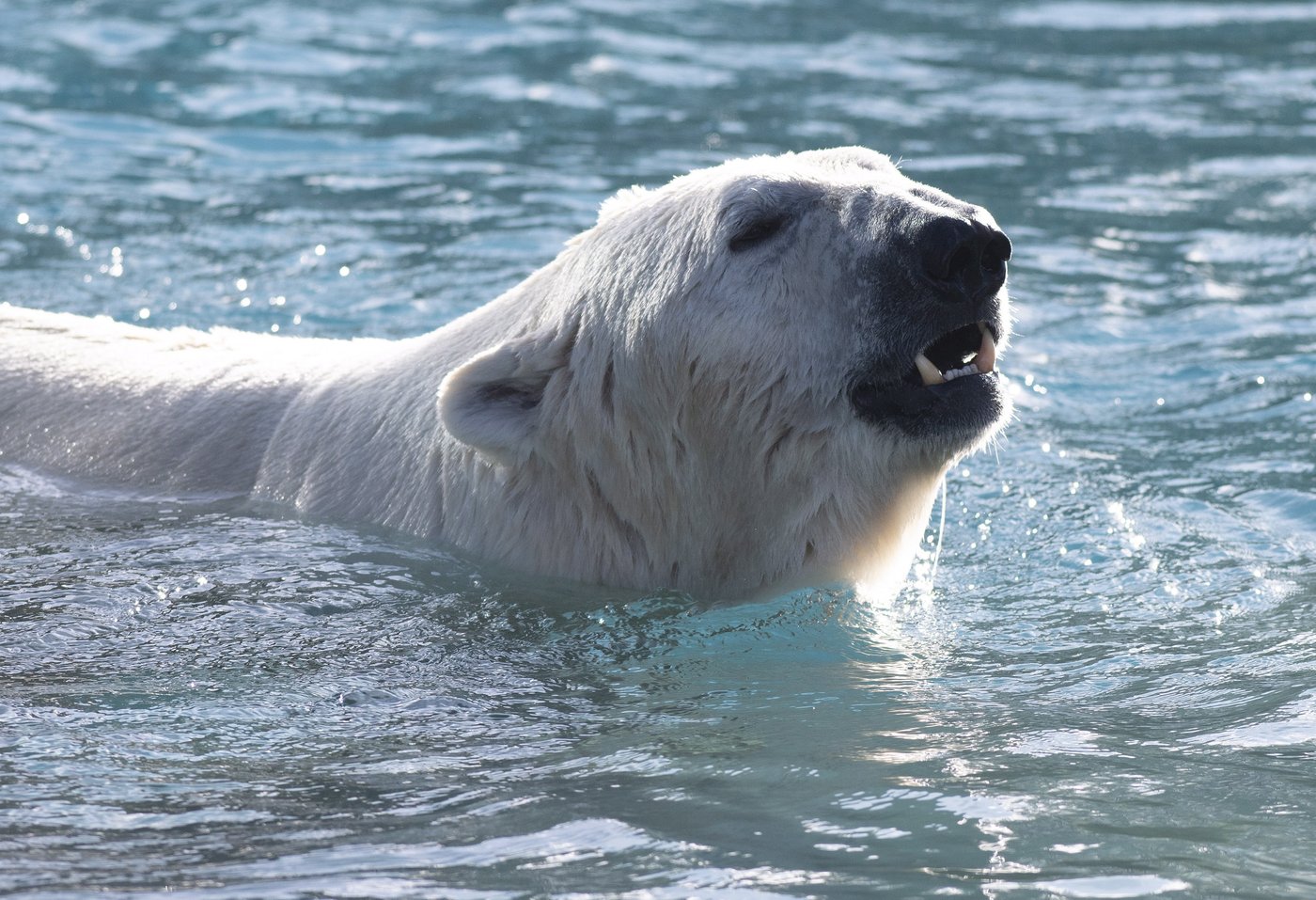 Research from Alaska finds more polar bears are exposed to pathogens | iNFOnews.ca