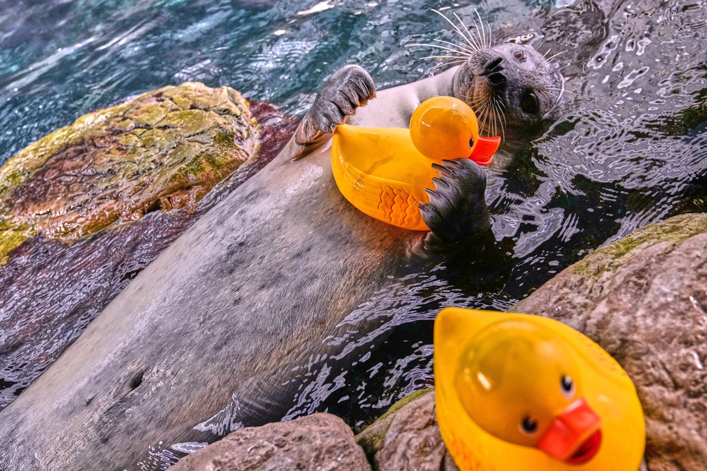 Reggae the seal uses rubber ducks for daily enrichment training at Boston aquarium | iNFOnews.ca Reggae the seal uses rubber ducks for daily enrichment training at Boston aquarium | iNFOnews.ca
