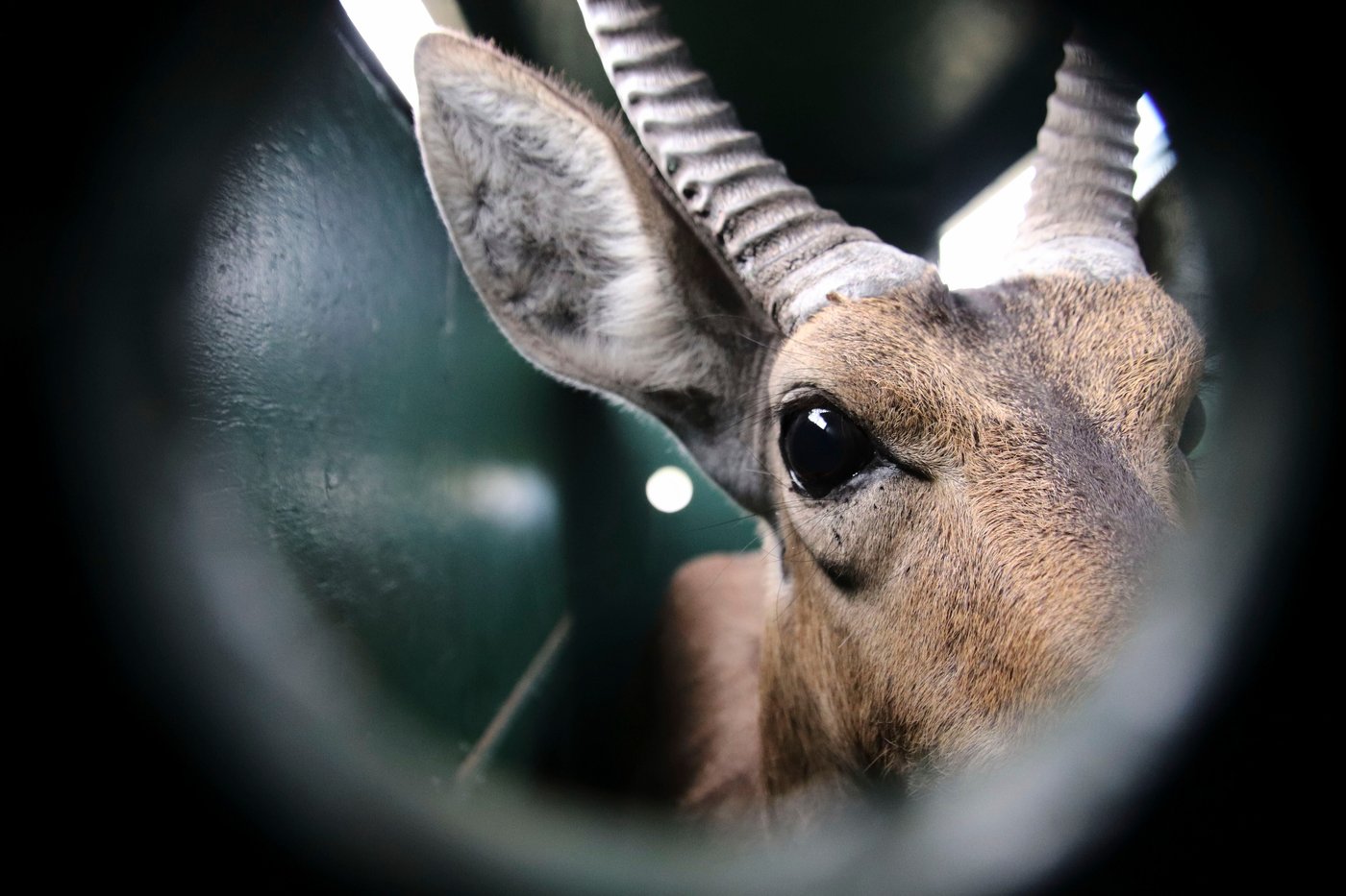 Reviving this African game reserve meant catching and transporting hundreds of wild animals | iNFOnews.ca