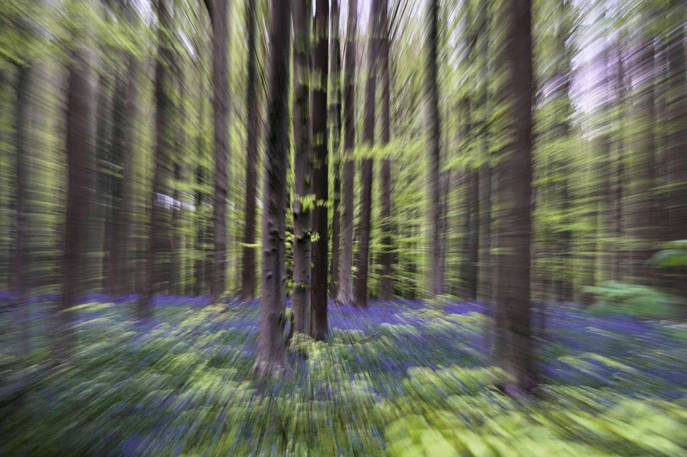 Bluebells and other spring flowers can be nature's antidote to stressful times | iNFOnews.ca Bluebells and other spring flowers can be nature's antidote to stressful times | iNFOnews.ca