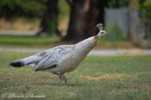 A white pea hen is seen from the side standing on grass.