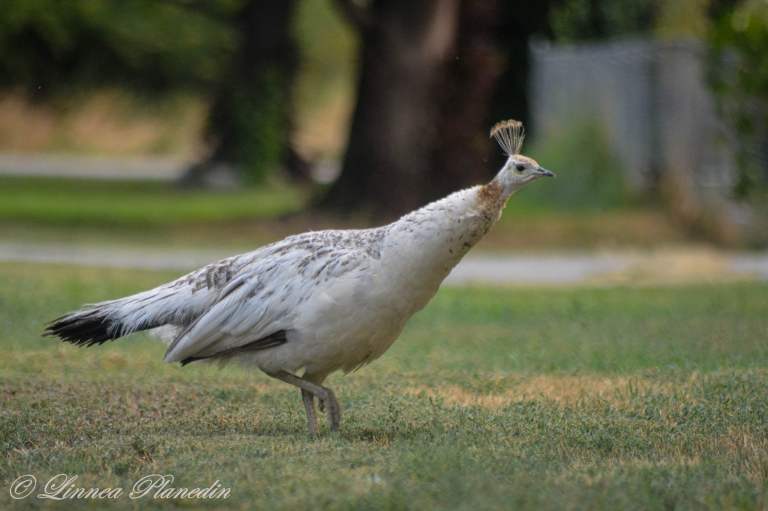 A white pea hen is seen from the side standing on grass.