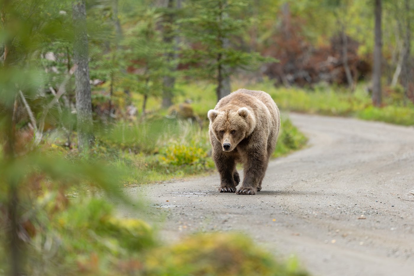 Fat Bear Week opens for Alaska’s heavyweight crown. Can Chunk, the 1,200-pound champ, win again? | iNFOnews.ca Fat Bear Week opens for Alaska’s heavyweight crown. Can Chunk, the 1,200-pound champ, win again? | iNFOnews.ca