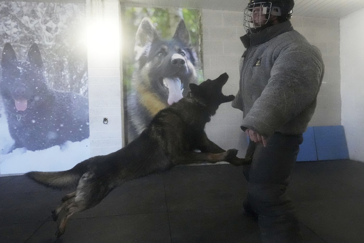 Pets with a toolkit: Protection dogs train to handle burglars as sports stars boost home security | iNFOnews.ca