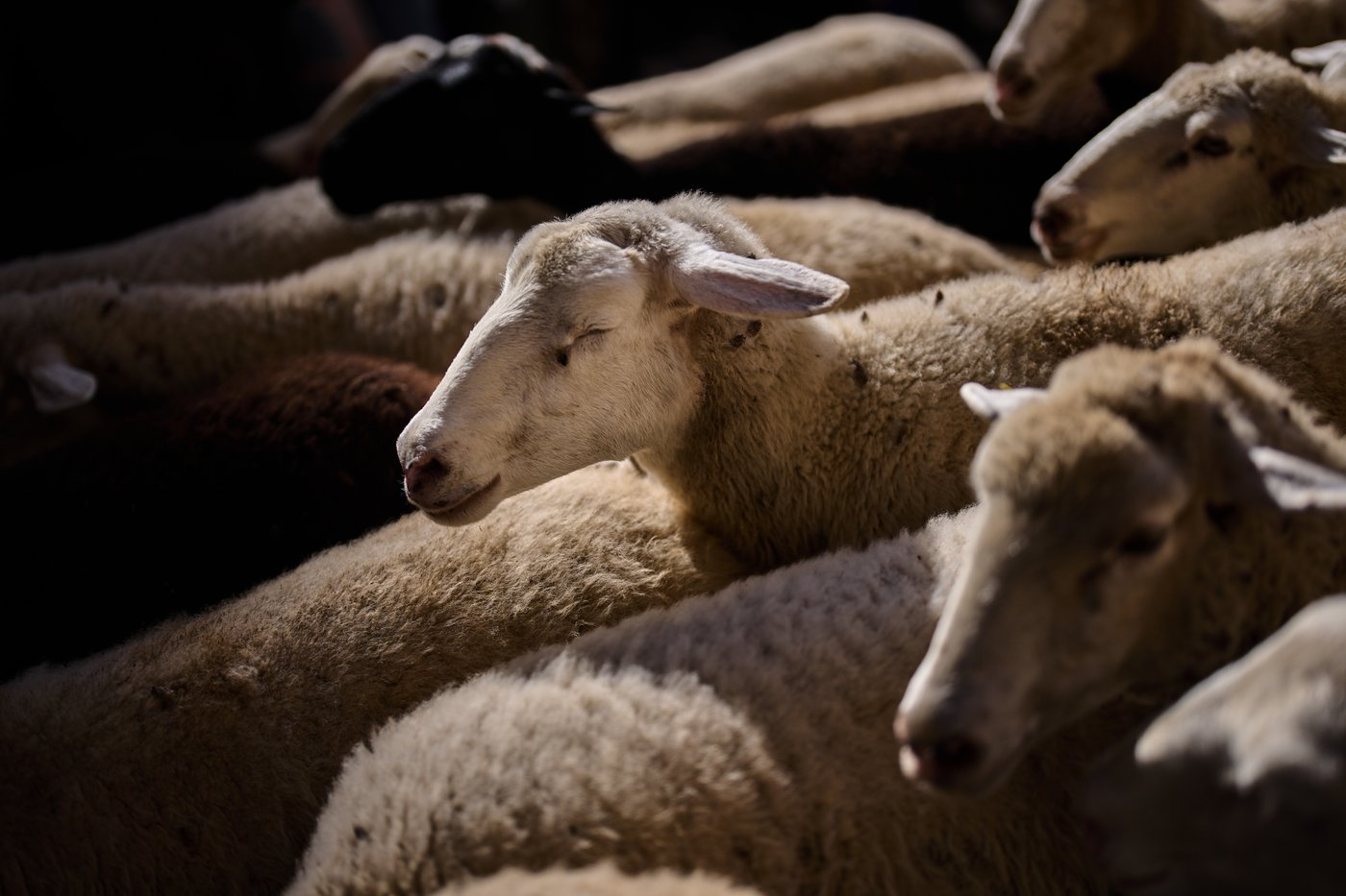 Madrid festival reroutes thousands of sheep to avoid housing protest camp | iNFOnews.ca