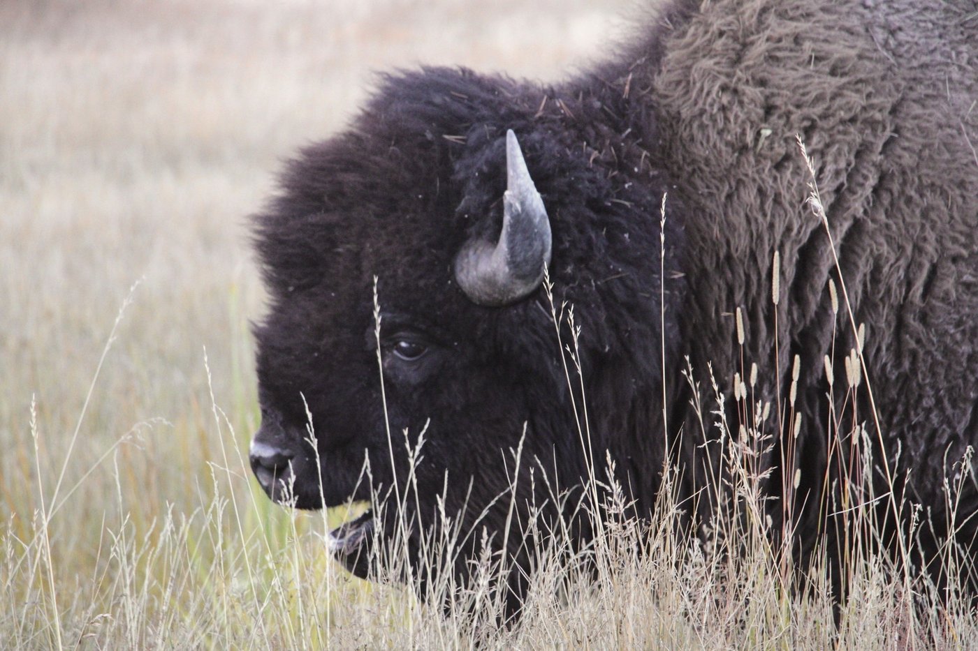 Bison gores man in Yellowstone after visitors get too close | iNFOnews.ca Bison gores man in Yellowstone after visitors get too close | iNFOnews.ca