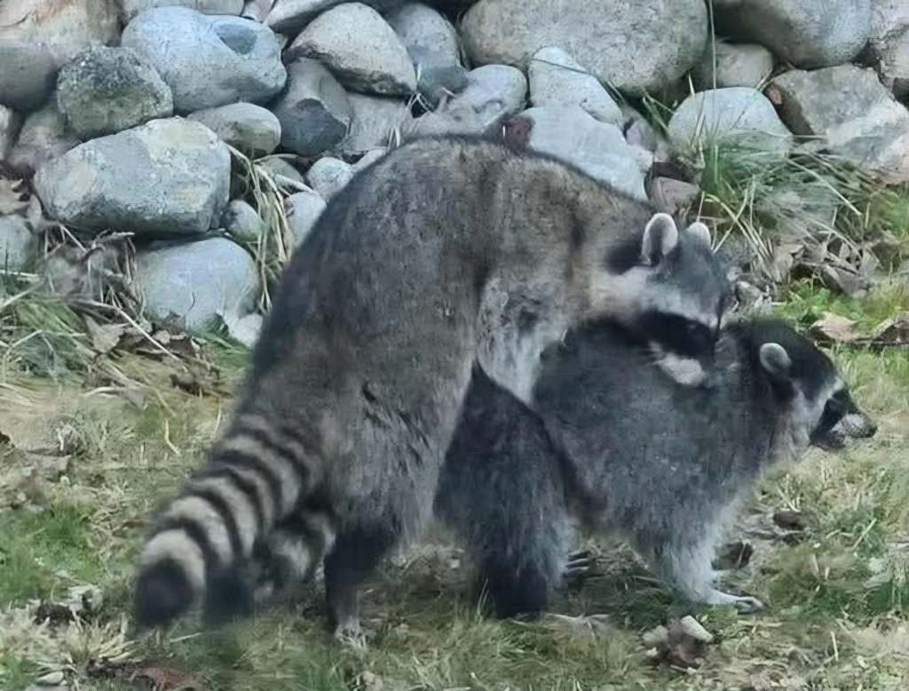 iN PHOTOS: Comedic photos of Thompson-Okanagan wildlife | iNFOnews.ca iN PHOTOS: Comedic photos of Thompson-Okanagan wildlife | iNFOnews.ca