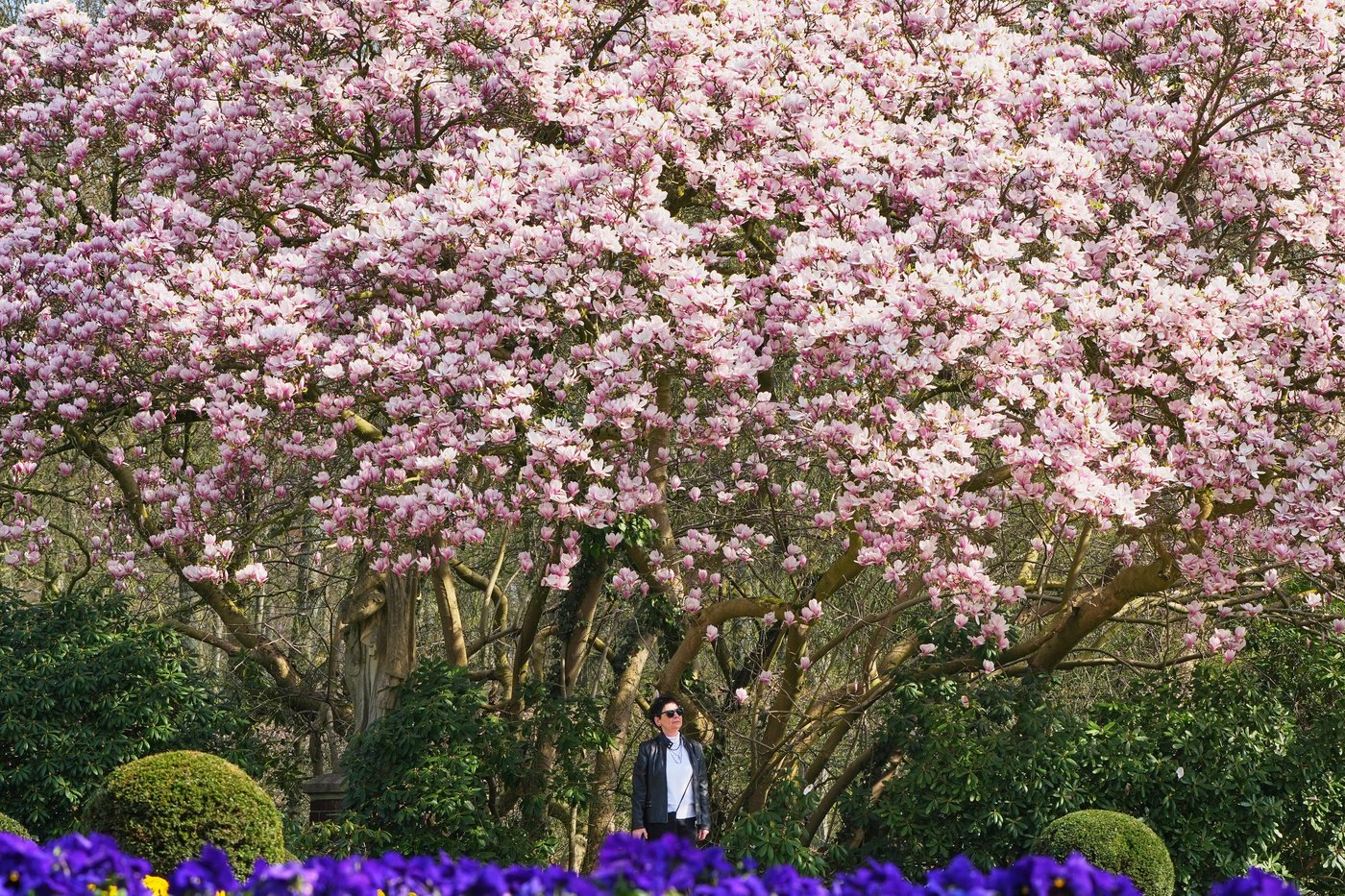 A world in bloom: Spring flowers unfold from Tokyo to Mexico, in photos | iNFOnews.ca