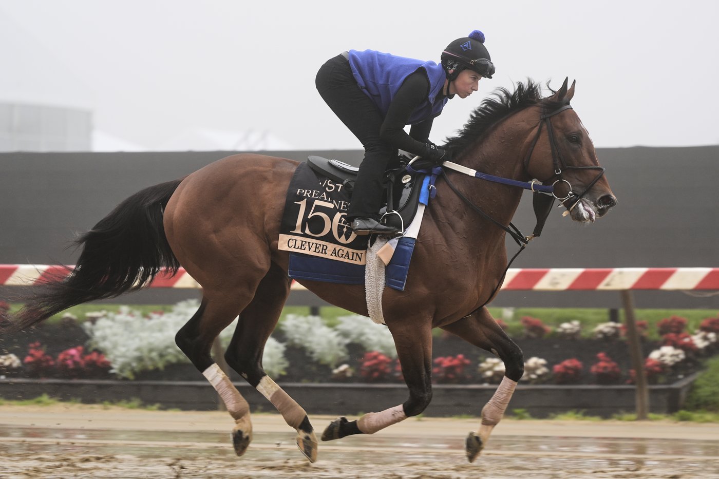 Another Kentucky Derby winner not in the Preakness reignites debate about Triple Crown changes | iNFOnews.ca Another Kentucky Derby winner not in the Preakness reignites debate about Triple Crown changes | iNFOnews.ca