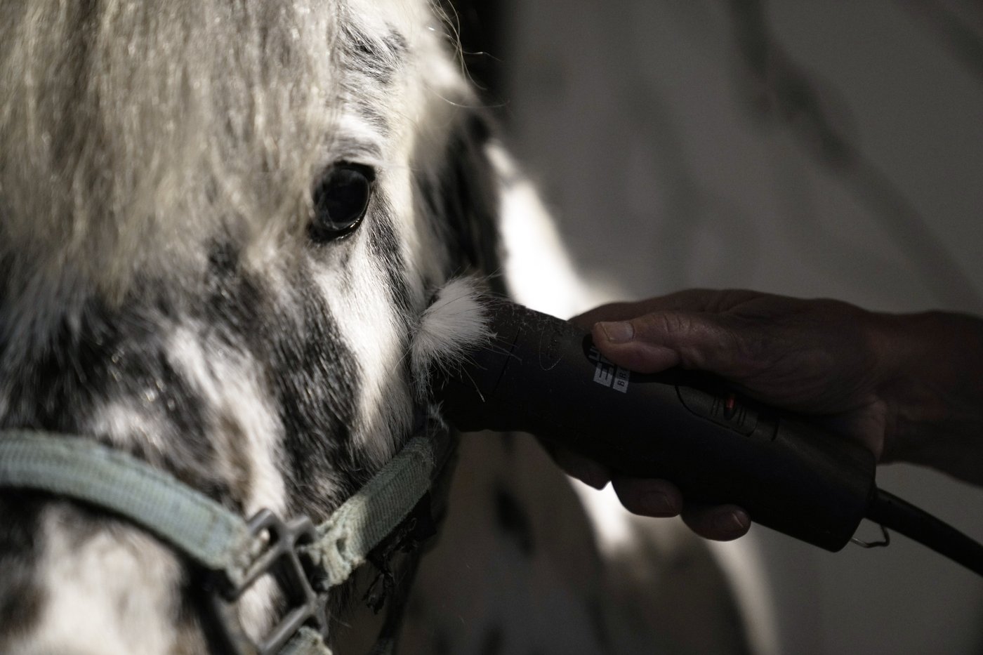 Greece's only miniature therapy horses bring joy to many, but their charity is struggling | iNFOnews.ca