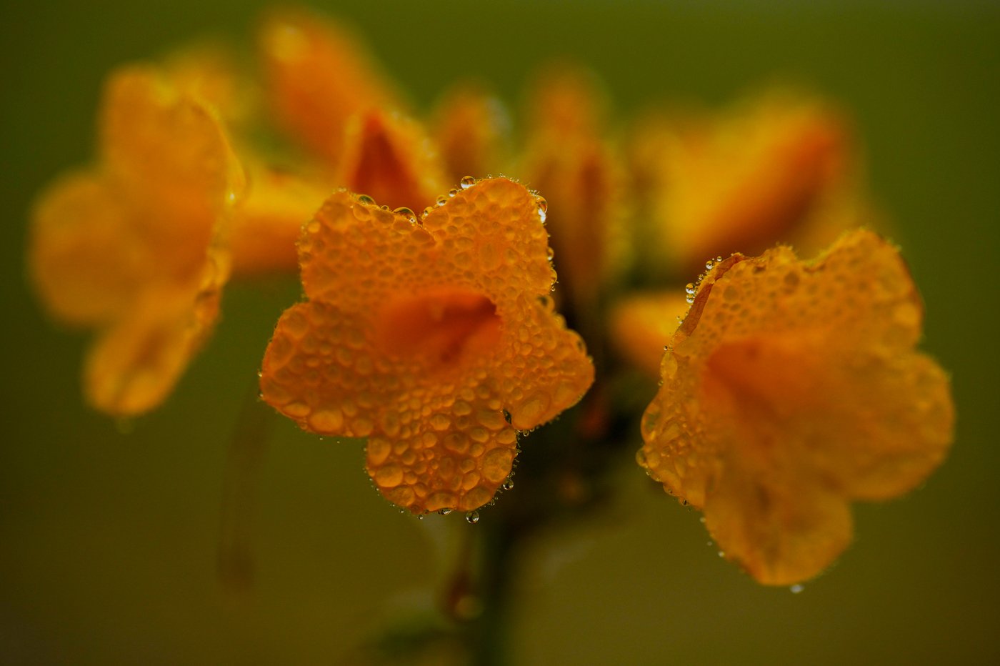Earth’s driest desert is covered in wildflowers right now | iNFOnews.ca Earth’s driest desert is covered in wildflowers right now | iNFOnews.ca