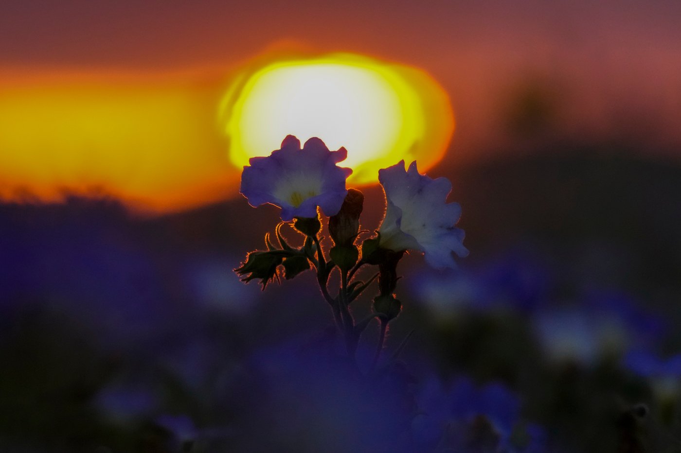 Earth’s driest desert is covered in wildflowers right now | iNFOnews.ca Earth’s driest desert is covered in wildflowers right now | iNFOnews.ca
