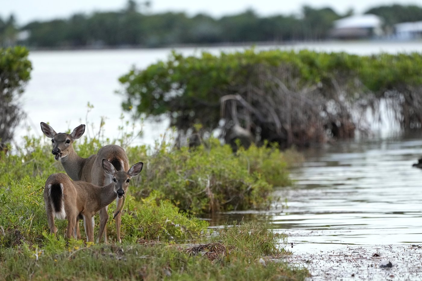 Florida’s iconic Key deer face an uncertain future as seas rise | iNFOnews.ca
