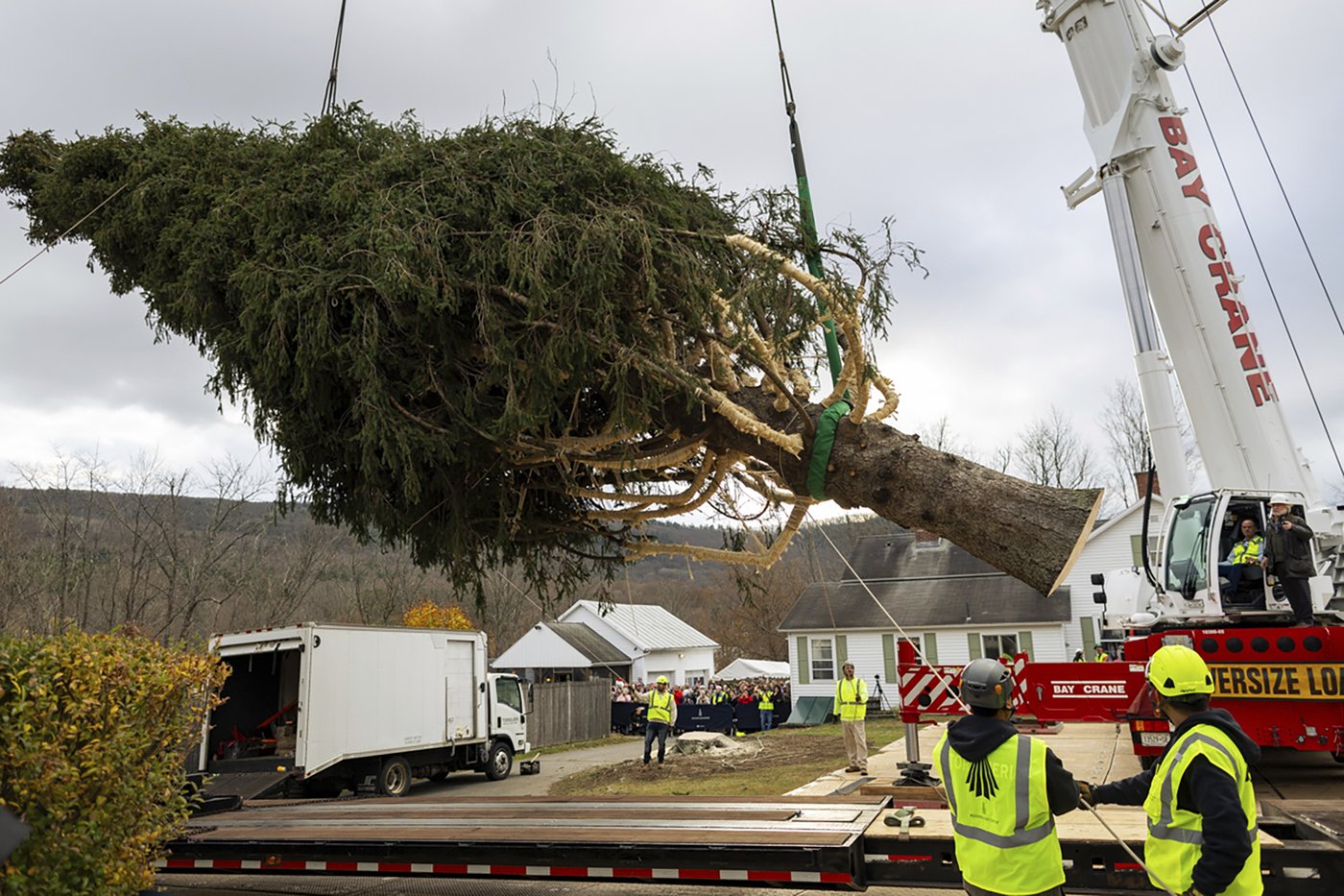 A green giant: This year's 74-foot Rockefeller Center Christmas tree is en route from Massachusetts | iNFOnews.ca