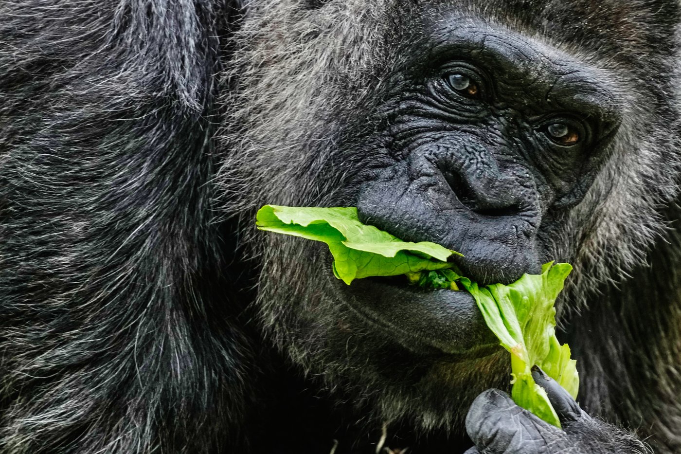 Fatou, the world's oldest gorilla living in captivity, celebrates her 69th birthday at Berlin Zoo | iNFOnews.ca Fatou, the world's oldest gorilla living in captivity, celebrates her 69th birthday at Berlin Zoo | iNFOnews.ca