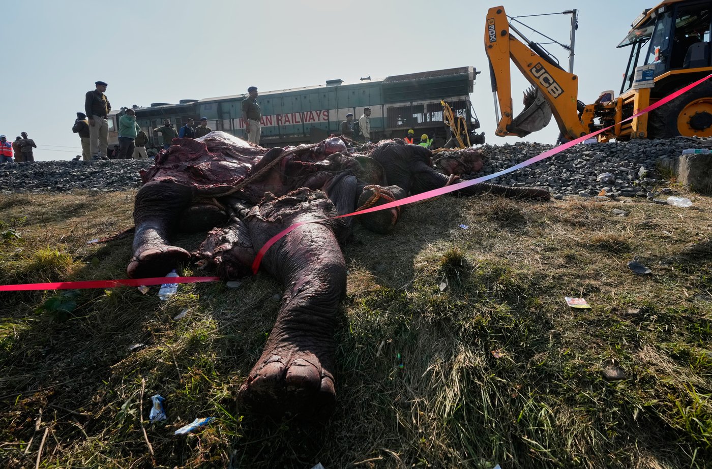 High-speed passenger train kills 7 elephants crossing railway tracks in northeast India | iNFOnews.ca