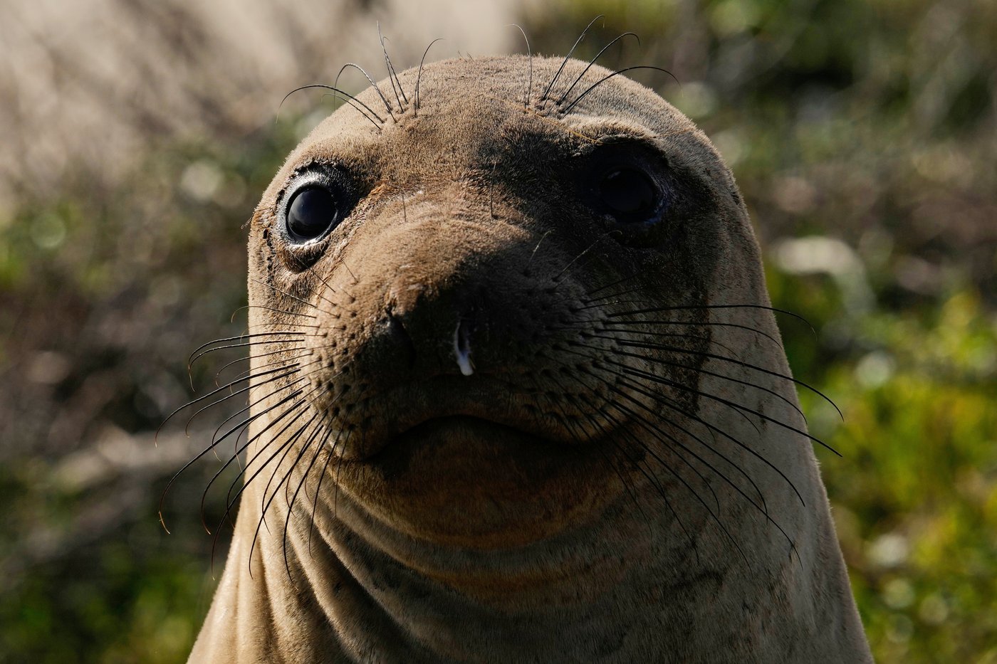 Bird flu outbreak in California elephant seals prompts officials to cancel popular tours | iNFOnews.ca