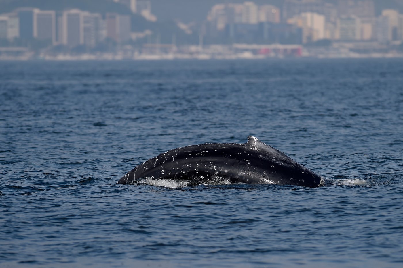 Sightings of humpback whales surge in Rio de Janeiro, fueling demand for whale-watching trips | iNFOnews.ca Sightings of humpback whales surge in Rio de Janeiro, fueling demand for whale-watching trips | iNFOnews.ca