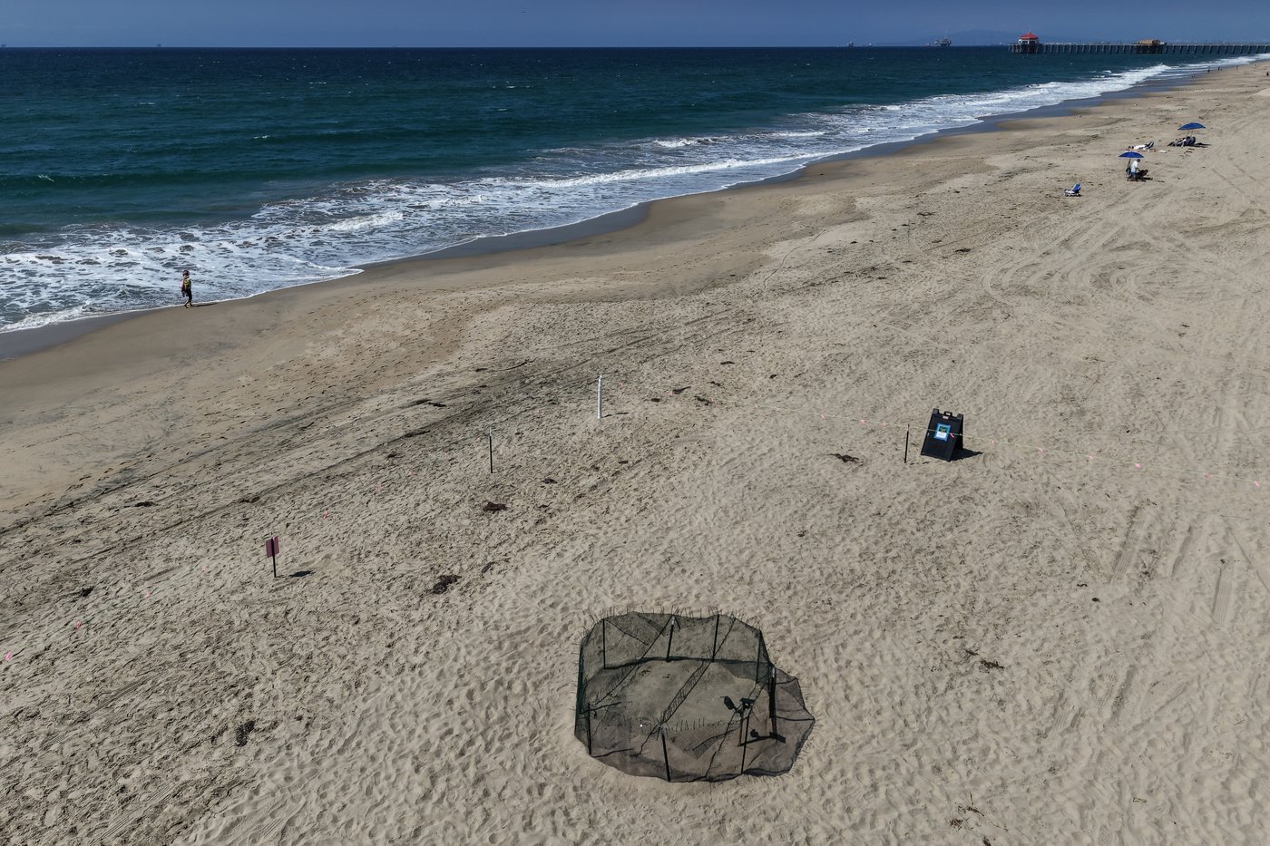 Agency says sea turtle eggs laid on California beaches are a first for the US West Coast | iNFOnews.ca