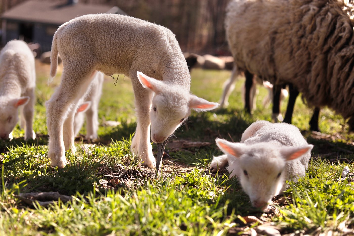 Farmers in Vermont expected a sheep to have twins. She ended up having rare sextuplets | iNFOnews.ca Farmers in Vermont expected a sheep to have twins. She ended up having rare sextuplets | iNFOnews.ca