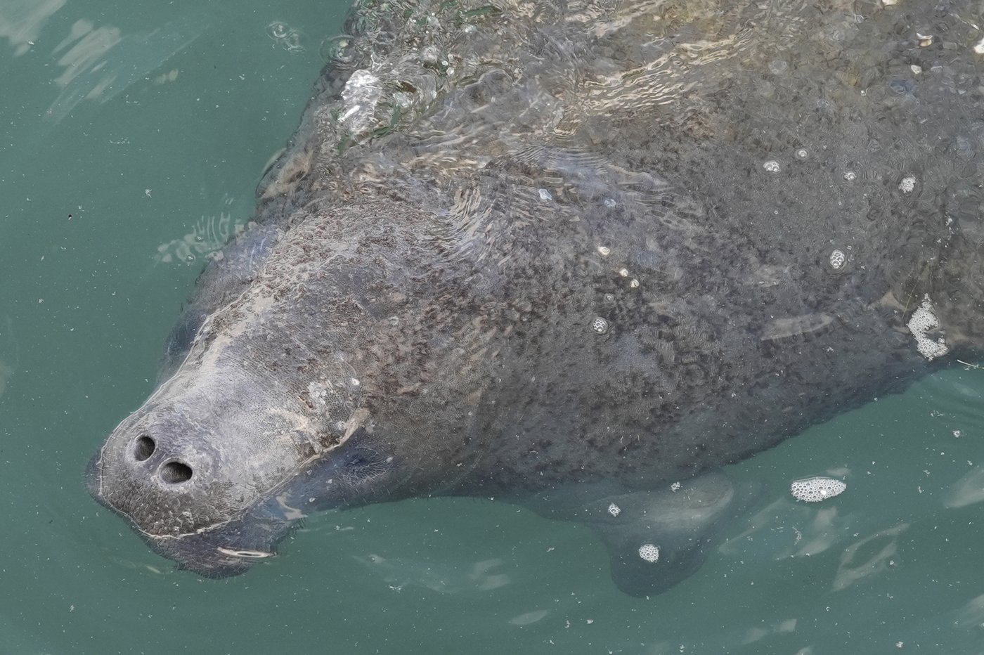 Manatees congregate in warm waters near power plants as US winter storms graze Florida | iNFOnews.ca