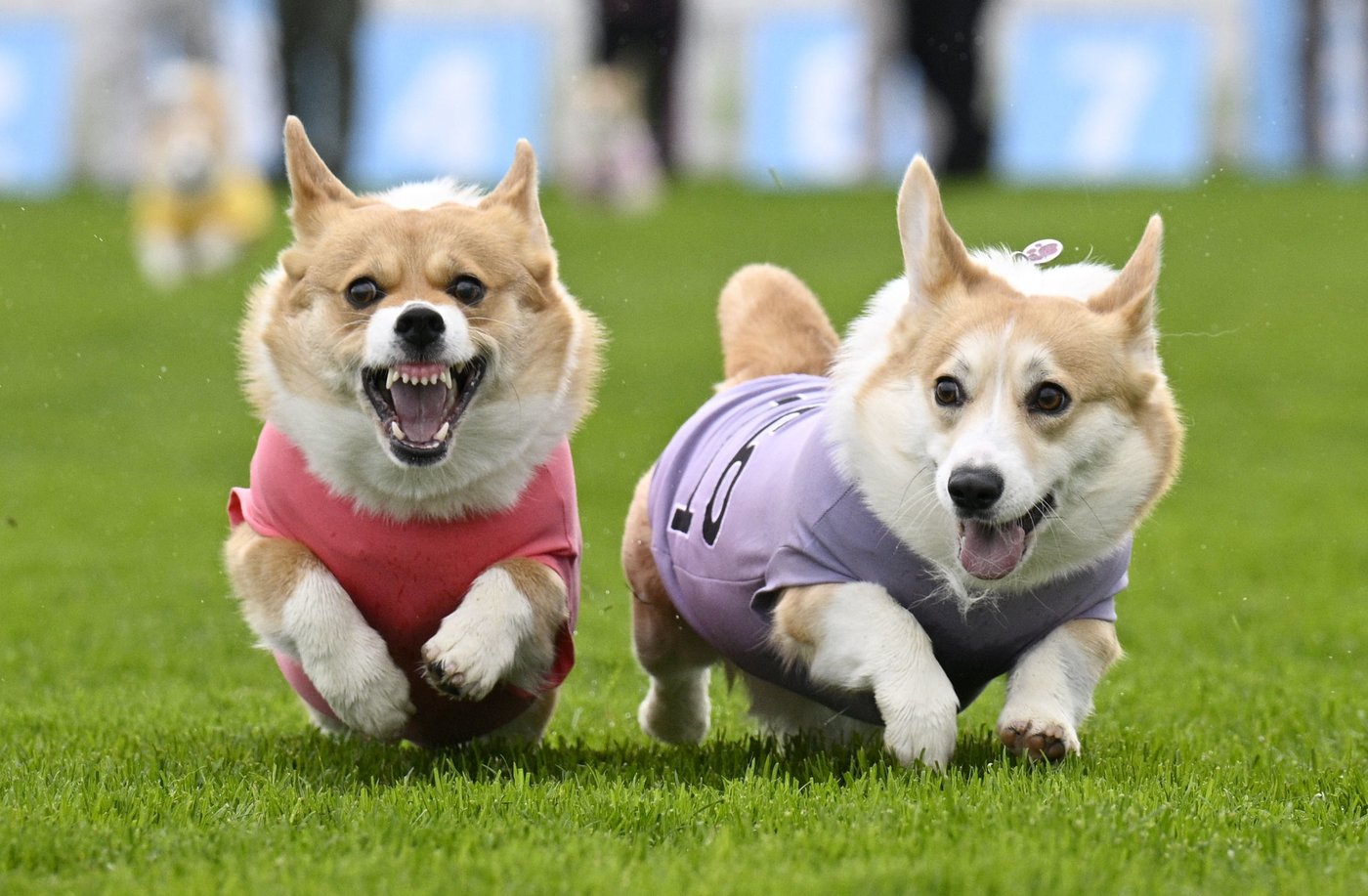 Queen Elizabeth II's favorite dogs race for glory in Britain's Corgi Derby | iNFOnews.ca