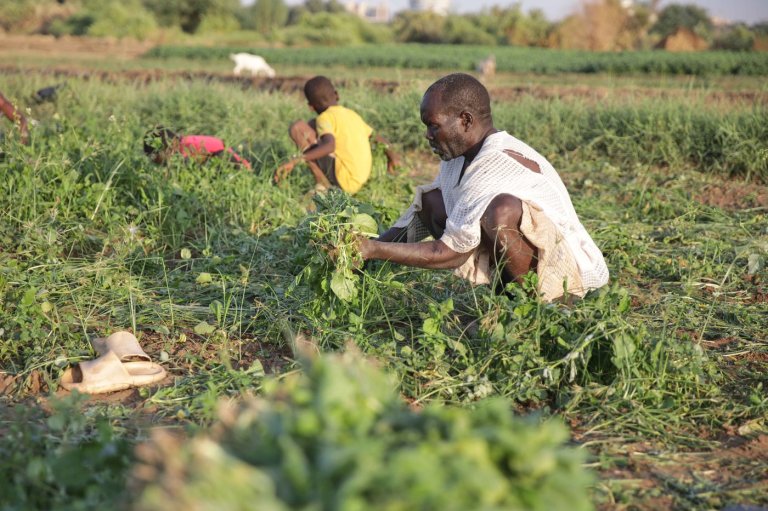 Sudan's famine risk worsened by conflict, draught and funding shortages, report says | iNFOnews.ca