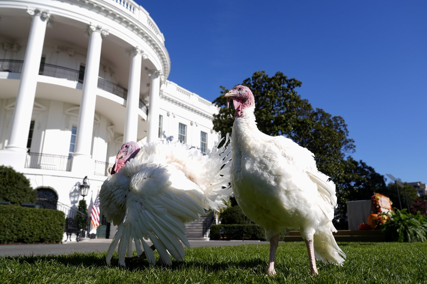 Joe Biden begins final White House holiday season with turkey pardons for 'Peach' and 'Blossom' | iNFOnews.ca