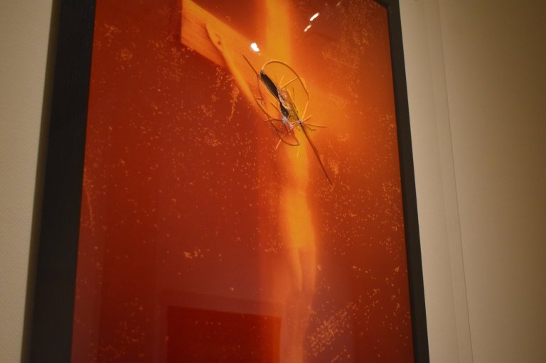 N.B. gallery aims to spark debate with urine-soaked crucifix photo, Tory MP weighs in | iNFOnews.ca