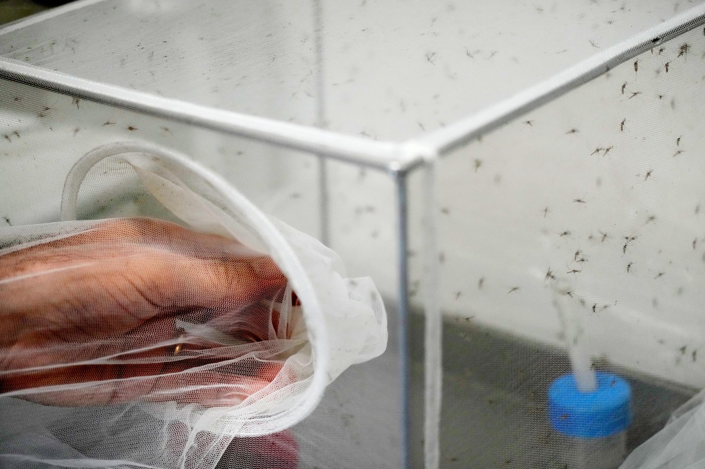 Italy sees mosquitos spread the West Nile virus farther and longer as Europe warms | iNFOnews.ca Italy sees mosquitos spread the West Nile virus farther and longer as Europe warms | iNFOnews.ca